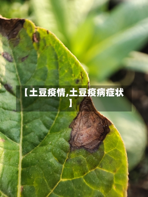【土豆疫情,土豆疫病症状】