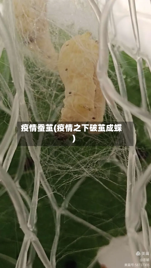 疫情蚕茧(疫情之下破茧成蝶)