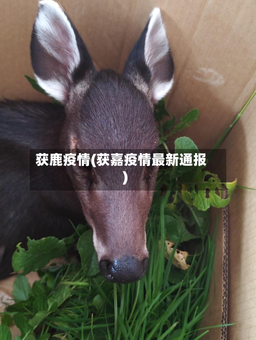 获鹿疫情(获嘉疫情最新通报)
