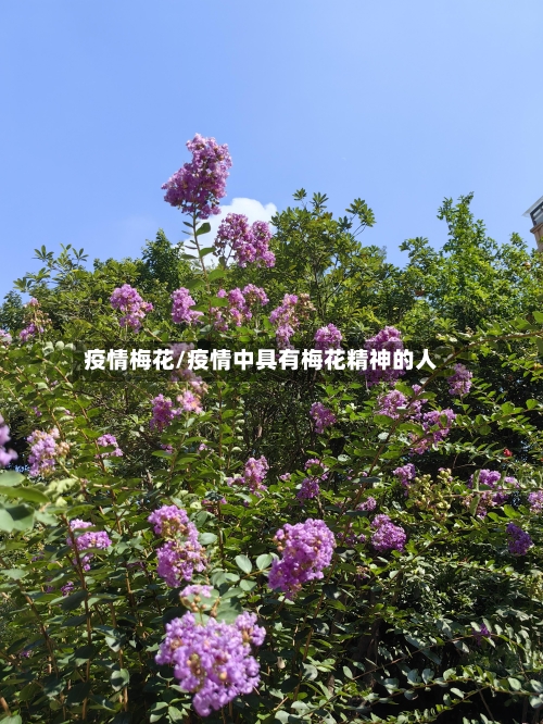 疫情梅花/疫情中具有梅花精神的人