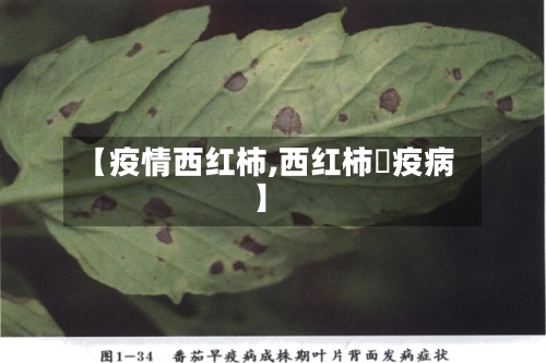 【疫情西红柿,西红柿晩疫病】-第2张图片