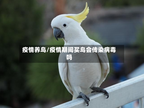 疫情养鸟/疫情期间买鸟会传染病毒吗-第3张图片