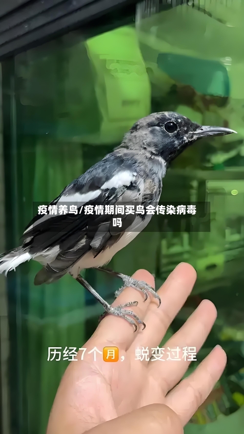 疫情养鸟/疫情期间买鸟会传染病毒吗-第2张图片