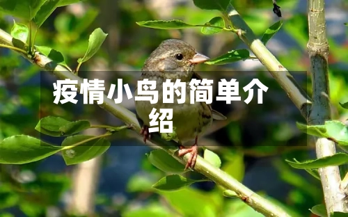 疫情小鸟的简单介绍