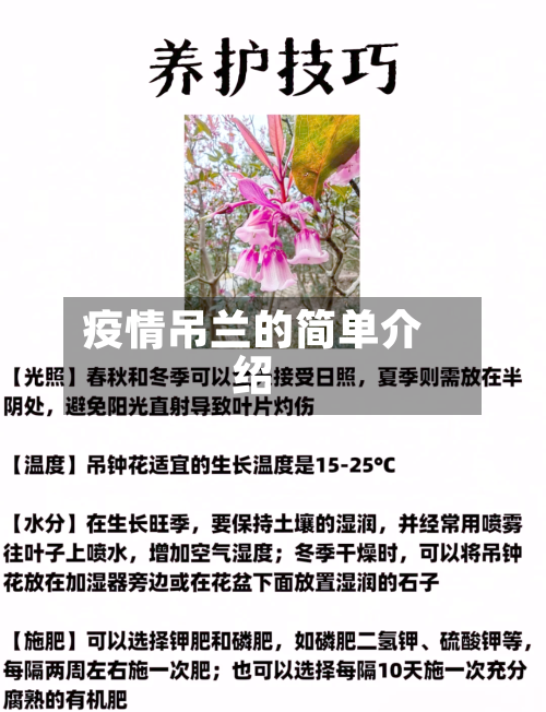 疫情吊兰的简单介绍