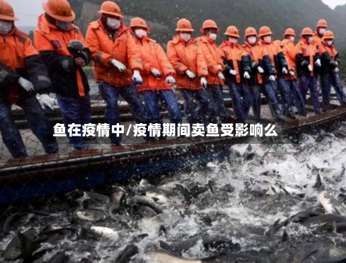 鱼在疫情中/疫情期间卖鱼受影响么