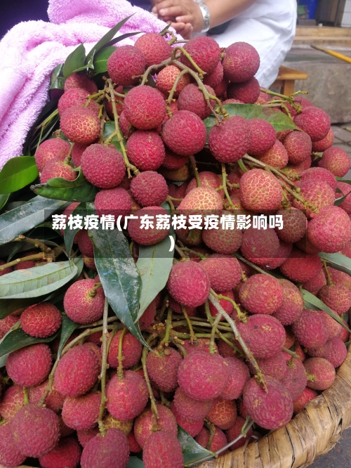 荔枝疫情(广东荔枝受疫情影响吗)