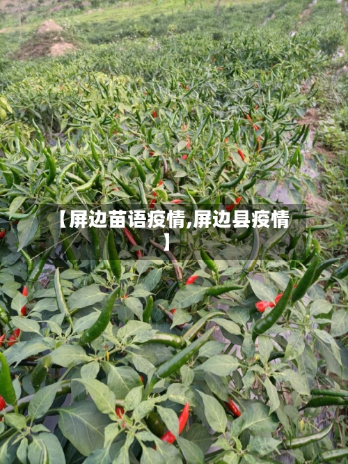 【屏边苗语疫情,屏边县疫情】