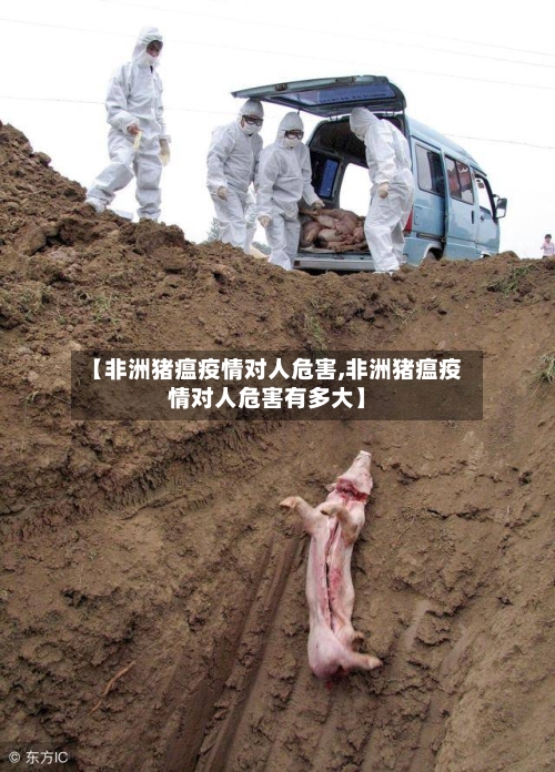 【非洲猪瘟疫情对人危害,非洲猪瘟疫情对人危害有多大】-第2张图片