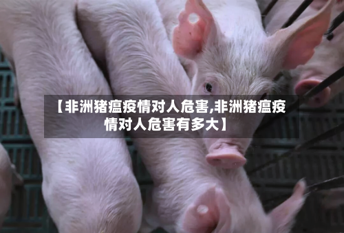 【非洲猪瘟疫情对人危害,非洲猪瘟疫情对人危害有多大】-第3张图片