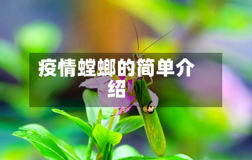 疫情螳螂的简单介绍-第2张图片