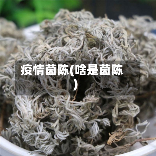 疫情茵陈(啥是茵陈)