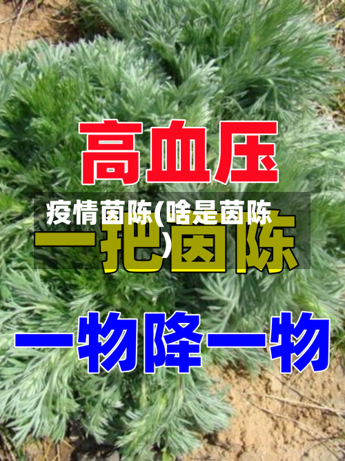 疫情茵陈(啥是茵陈)-第3张图片