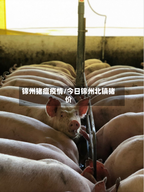 锦州猪瘟疫情/今日锦州北镇猪价-第2张图片