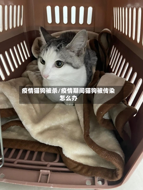 疫情猫狗被杀/疫情期间猫狗被传染怎么办-第2张图片