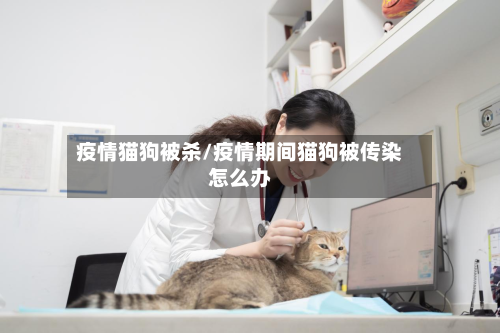 疫情猫狗被杀/疫情期间猫狗被传染怎么办