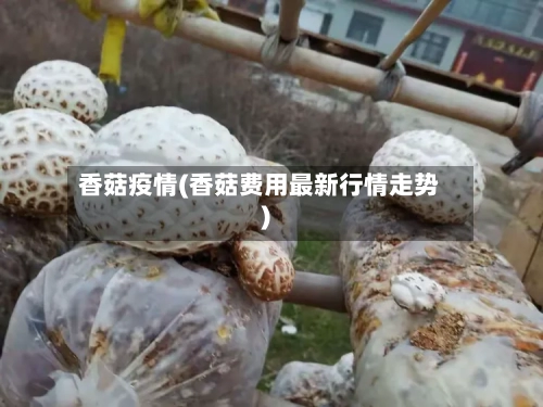香菇疫情(香菇费用最新行情走势)