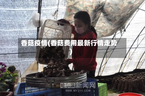 香菇疫情(香菇费用最新行情走势)-第2张图片