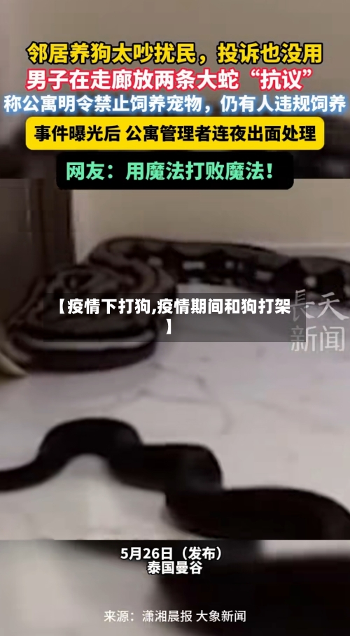 【疫情下打狗,疫情期间和狗打架】-第2张图片