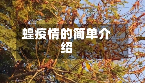 蝗疫情的简单介绍