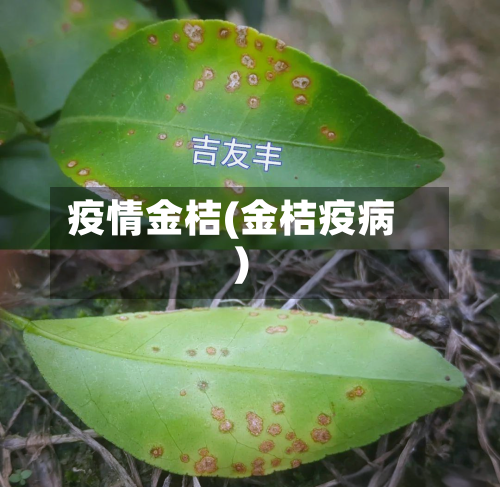 疫情金桔(金桔疫病)