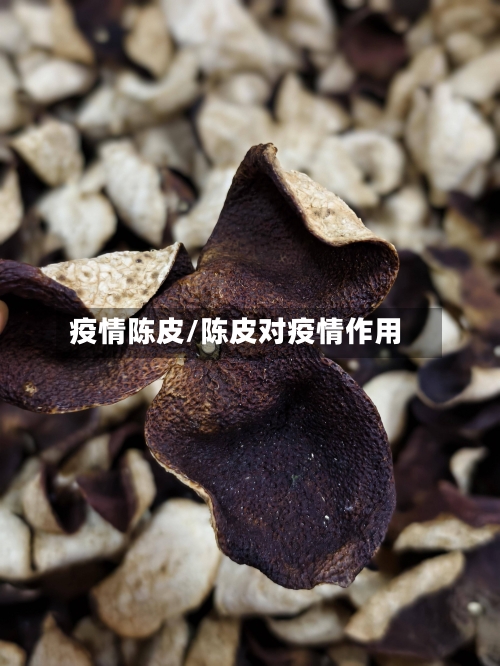 疫情陈皮/陈皮对疫情作用
