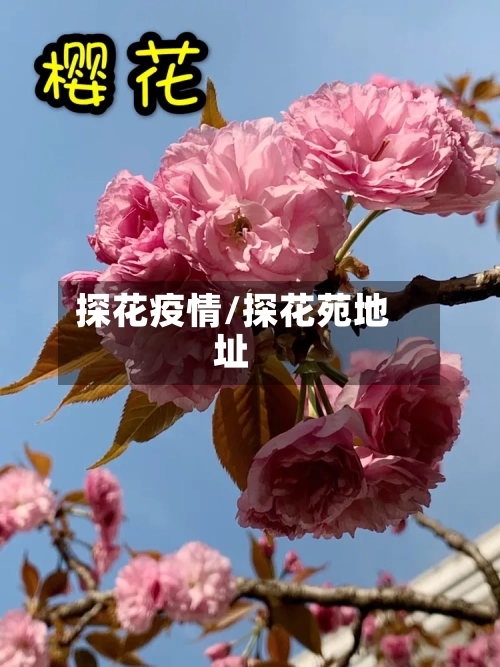 探花疫情/探花苑地址-第2张图片